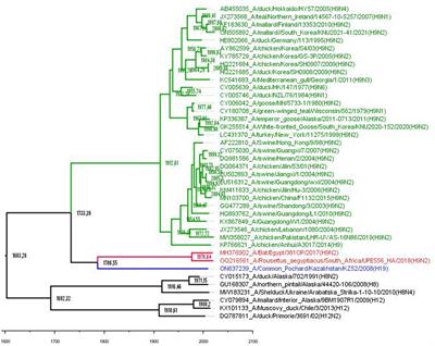 Has avian influenza virus H9 originated from a bat source?